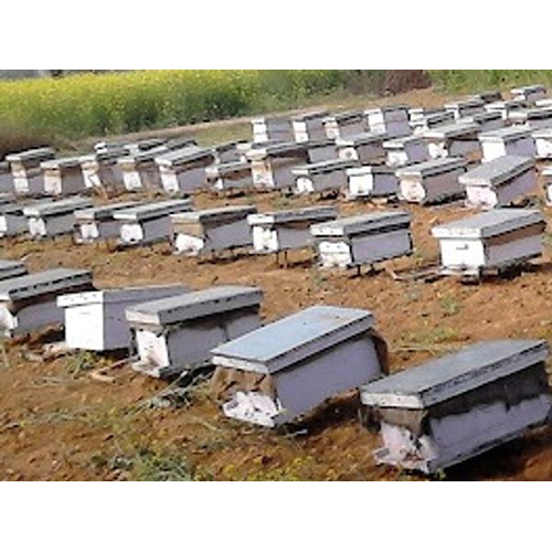 Pollinator Bees