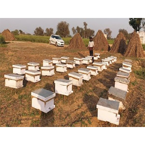 Bee Box Live Stock