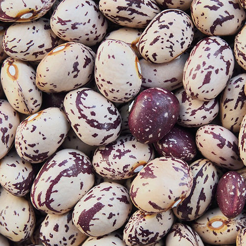 Red Speckled Kidney Beans