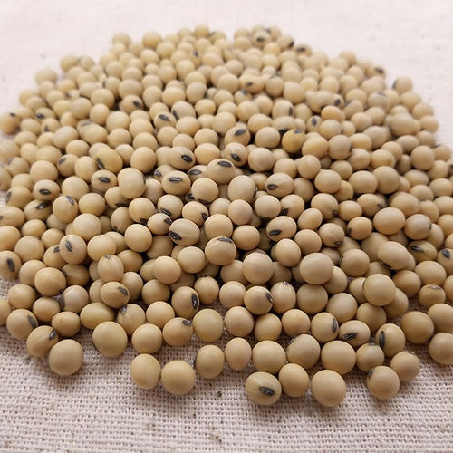 Soybean Seeds