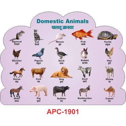 EDUCATION  DOMESTIC ANIMALS