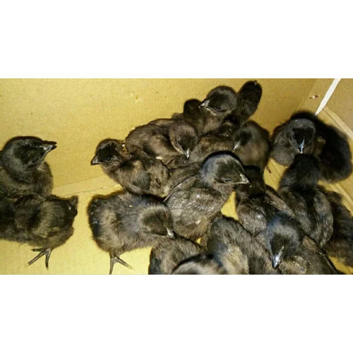 Zed Black Kadaknath Chicks Pureline