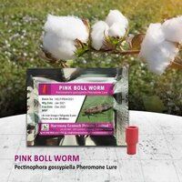 Pink Bollworm Pheromone Lure - Pectinophora gossypiella