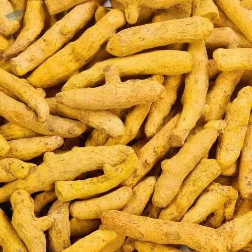 Fresh Polished Premium Turmeric Finger