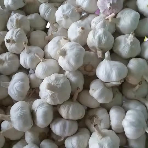 White Garlic
