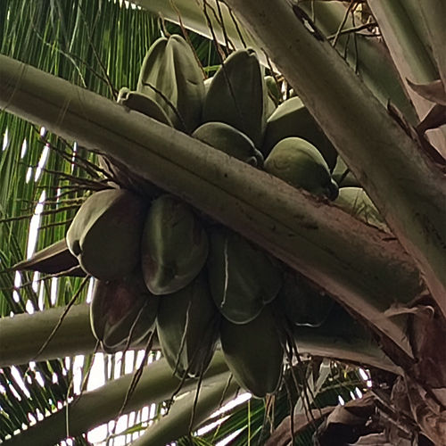 Green Pollachi Tender Coconut