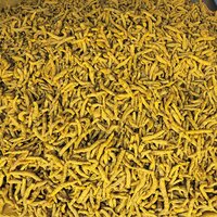 Raw Turmeric Finger