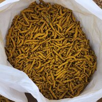 Raw Turmeric Finger