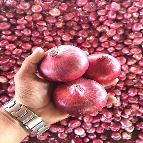 Indian Big Pungent Red Or Pink Onion - Moisture (%): Nill