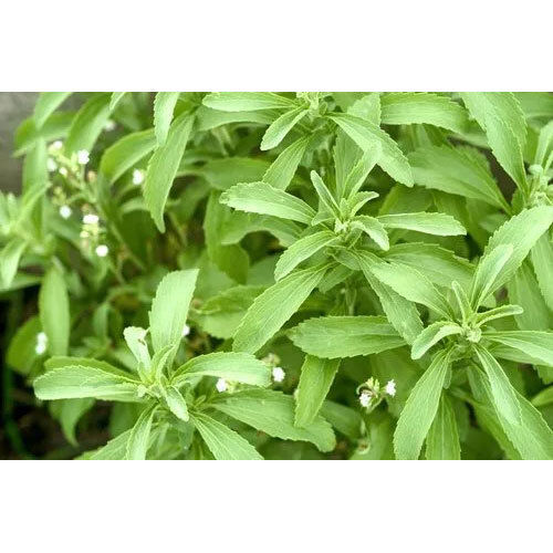 Green Stevia Medicinal Plant