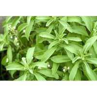 Stevia Medicinal Plant - Color: Green