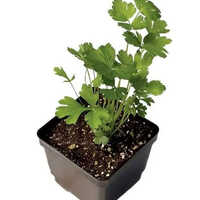 Medicinal Herbs Plants