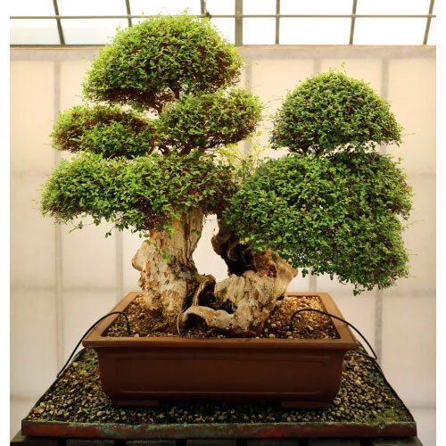 Green Indoor Bonsai Plant