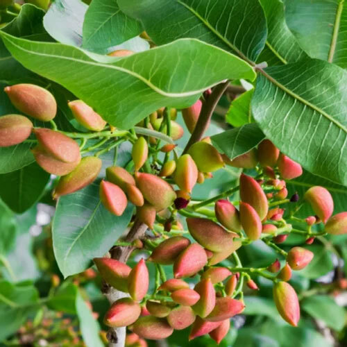 Pistachio Plants Pista Plants - Color: Green