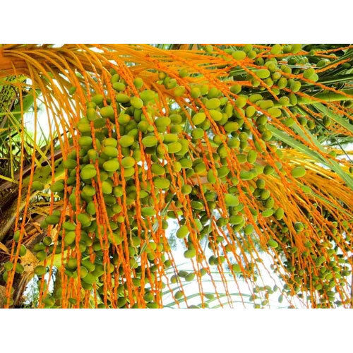 Green Dates Tissue Culture Plant