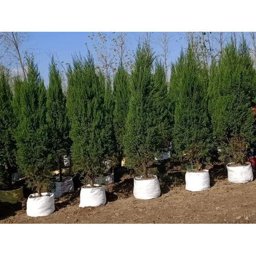 Juniperus Scopulorum Plant