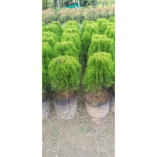 Green Golden Thuja (Pili Morpankhi)