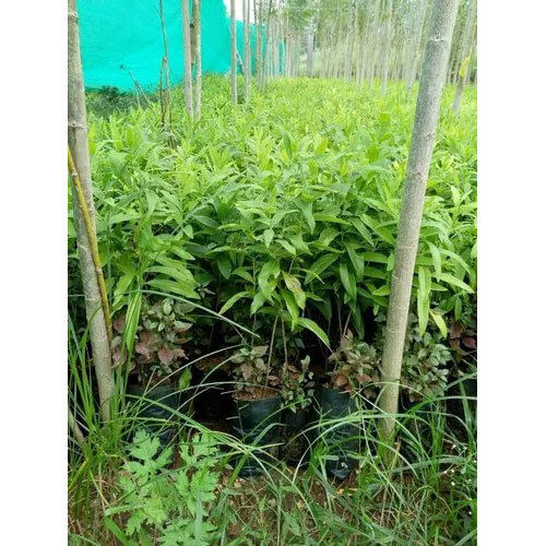 Green Red Sandalwood Plant