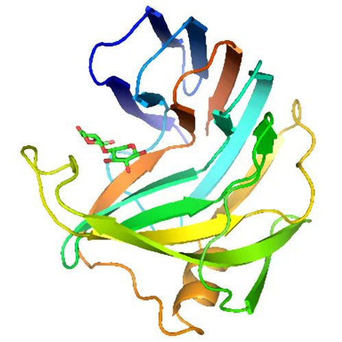 Xylanase Enzyme