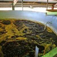 Molasses Enzymes For Distillery Purity: High