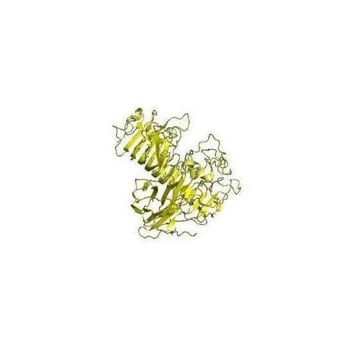 Trypsin Enzyme