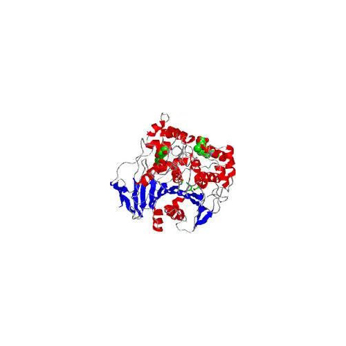 Industrial Protease Enzyme