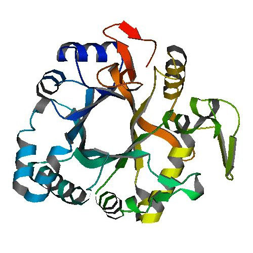 Beta Glucanase