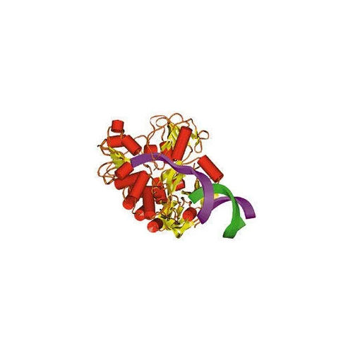 Detergent Enzymes