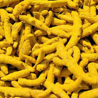 Yellow Turmeric Finger