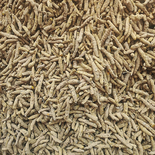 Dried Turmeric Finger