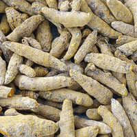Dried Turmeric Finger