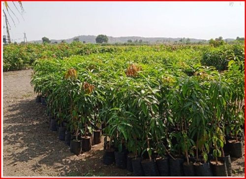 mango plant keshar