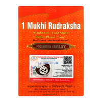 1 Mukhi Rudraksha Pendant