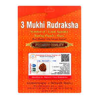 3 Mukhi Rudraksha Pendant - Occasion: Religious Ceremonies