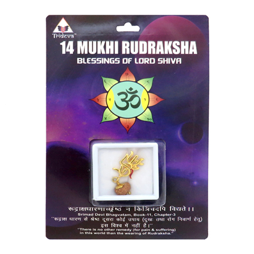 14 Mukhi Rudraksha Pendant