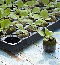 Cocopeat coin block Coir pith for kitchen and terrace gardening