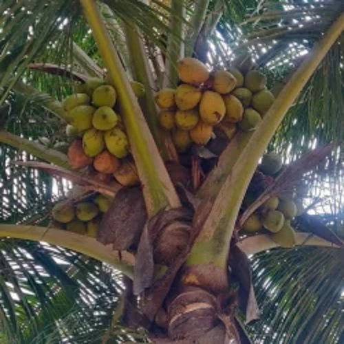 Banavali Coconut Plant