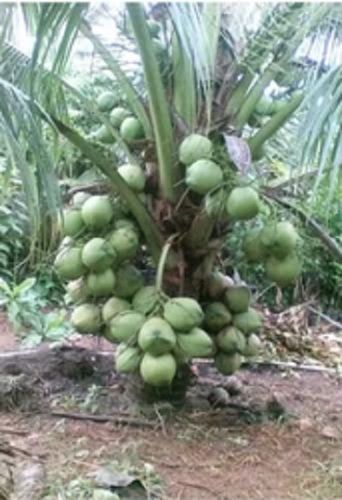 Malaysian Dwarf Green Coconut