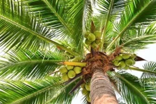 Pratap coconut plant