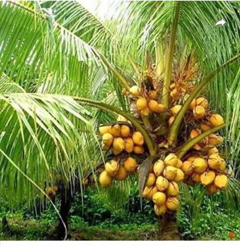 Malaysian orange dwarf coconut