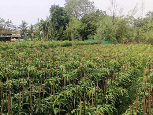 Grafted Plants - Fruits