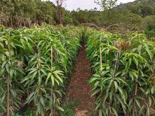 Devgad Mango plant