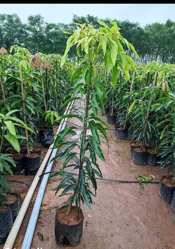 Rajapuri Mango Plants