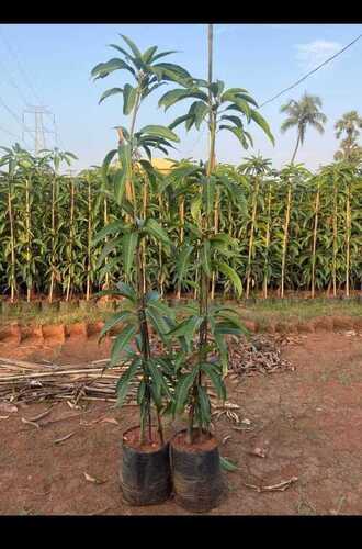 Kesar Mango Plant