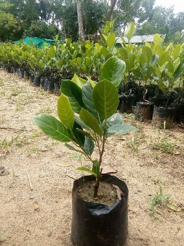 Jackfruit Plant - Rich in Potassium and Fiber, Promotes Heart Health and Lowers Cholesterol Levels