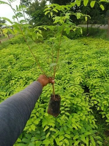 Tamarind Plant