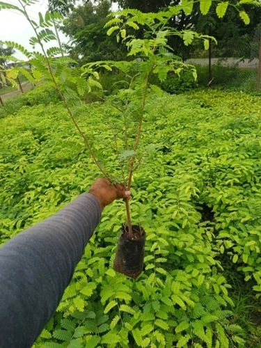 Tamarind Plant