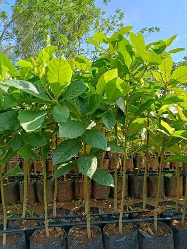 Badam plant (Almond)