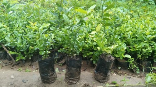 Karvonda plant