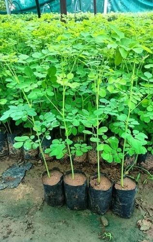 Moringa Plant